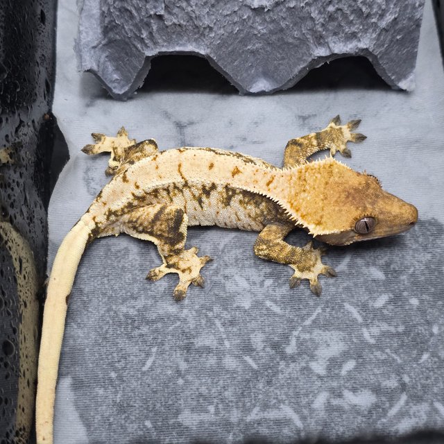 트라이 할리퀸 화이트 드리피