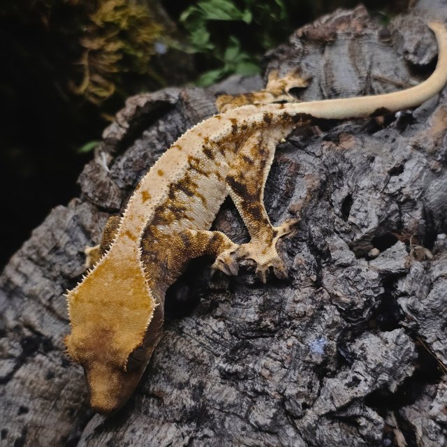 트라이 화이트스팟 드리피 화이트 텐저린