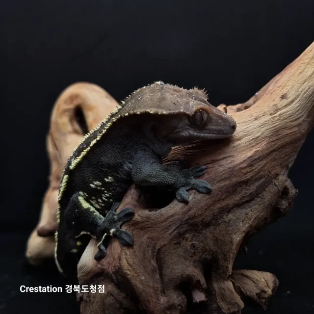 카푸치노