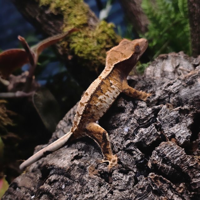 트라이 텐저린 화이트 익스트림할리퀸