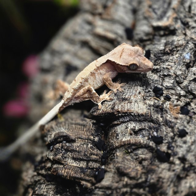 세이블 트라이 패턴리스 솔리드백