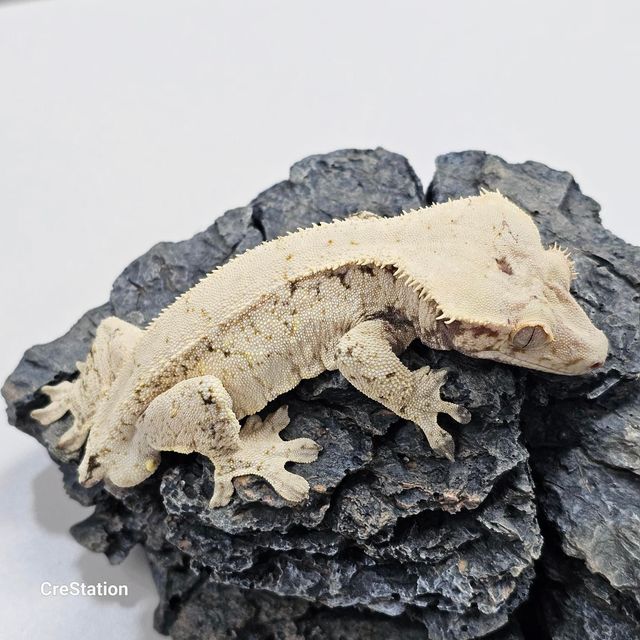 트라이