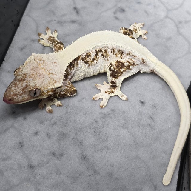 릴리화이트 솔리드백 화이트스팟 화이트