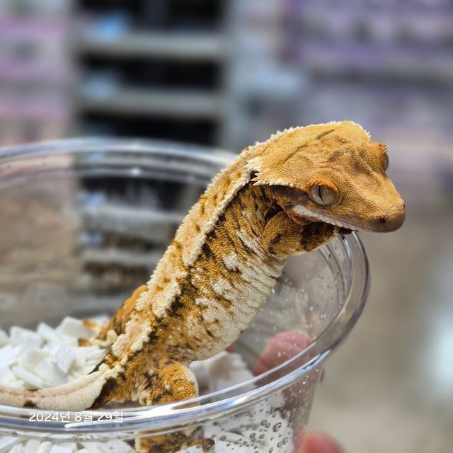 트라이