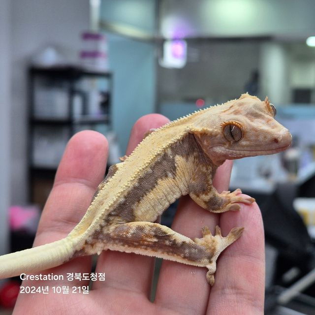 릴리화이트