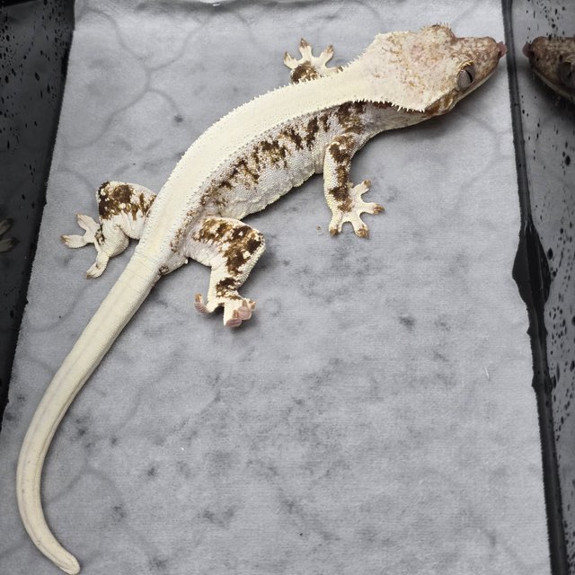 릴리화이트 솔리드백 화이트스팟 화이트