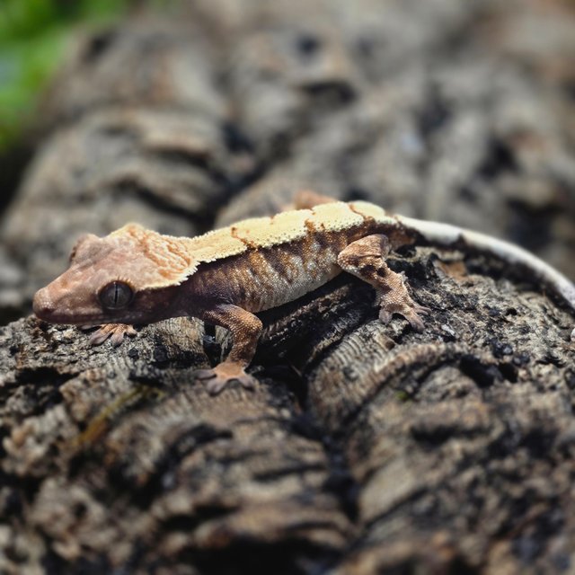 트라이 세이블 텐저린