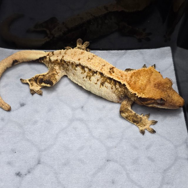 트라이 할리퀸 텐저린 화이트크라운