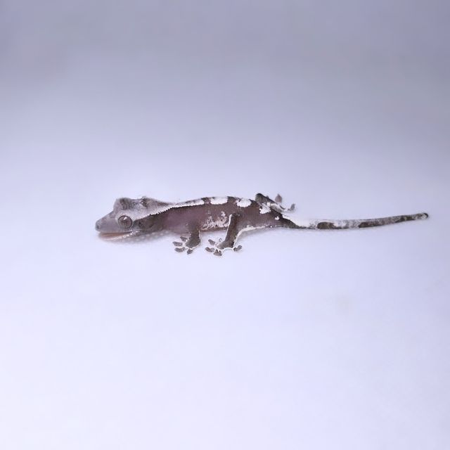 아잔틱