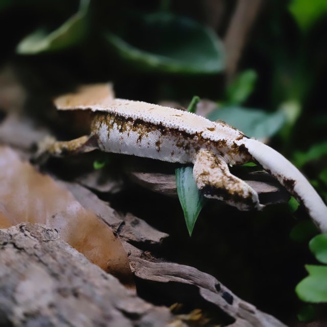 트라이 솔리드백