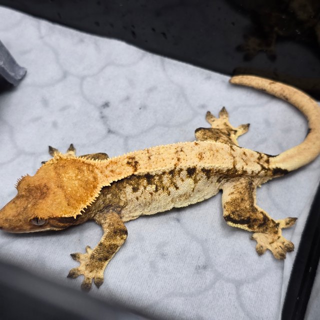 트라이 할리퀸 텐저린 화이트크라운