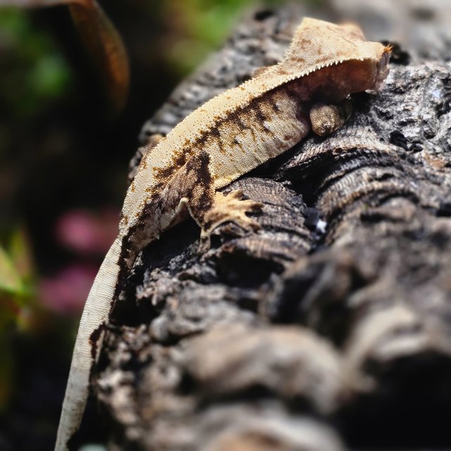 트라이 텐저린 드리피 화이트스팟