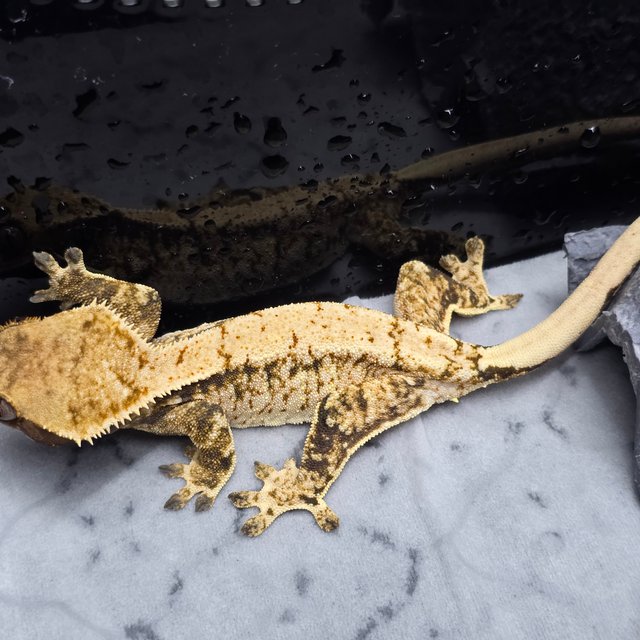 트라이 패턴리스 드리피