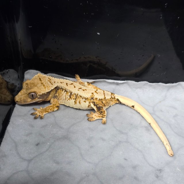 트라이 화이트스팟 텐저린