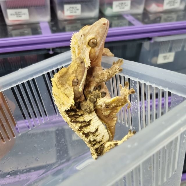 익스트림할리퀸