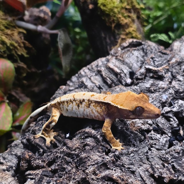 트라이 화이트스팟 드리피 화이트 텐저린