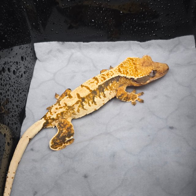 트라이 할리퀸 텐저린