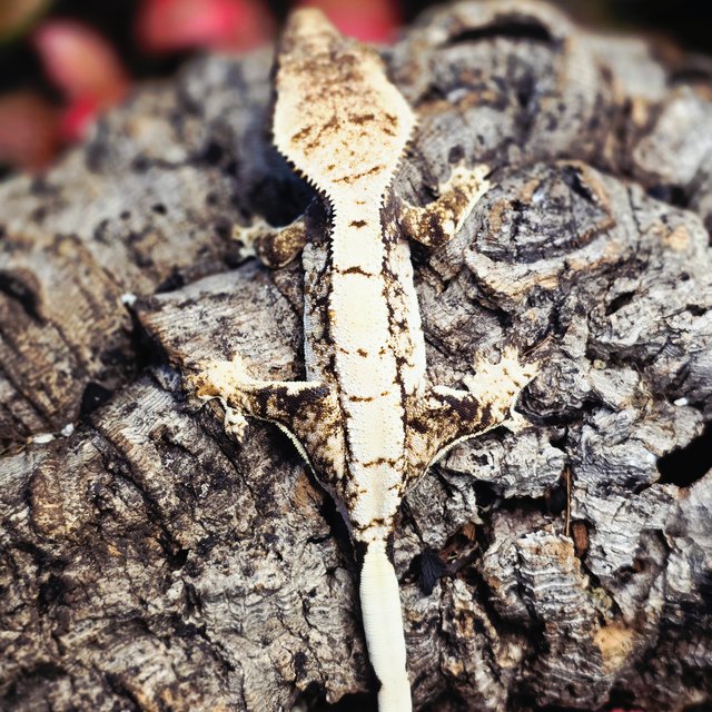 트라이 드리피 화이트스팟 화이트