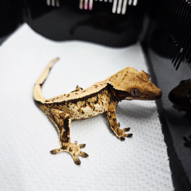 트라이 화이트스팟