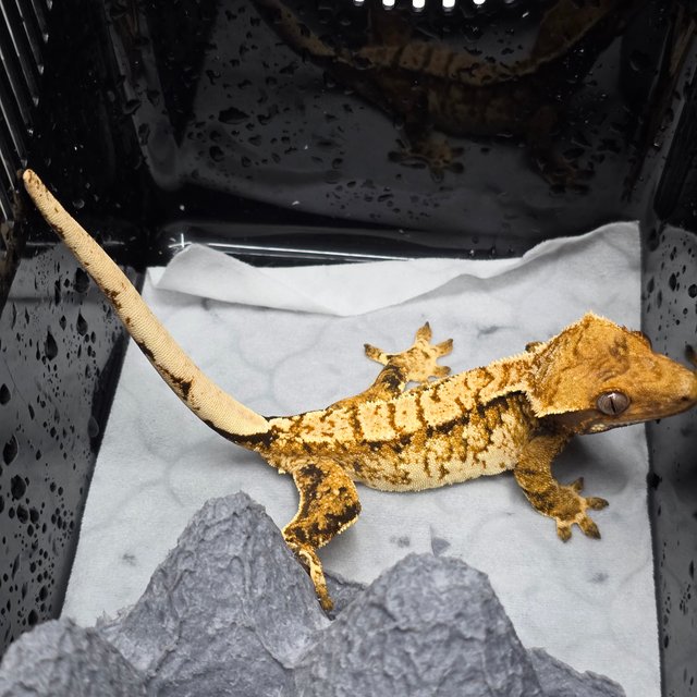 트라이 화이트핀 할리퀸 화이트크라운 텐저린