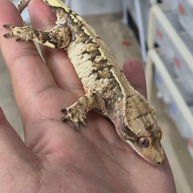트라이
