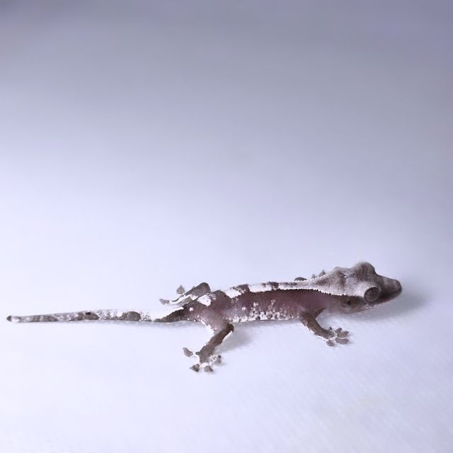 아잔틱