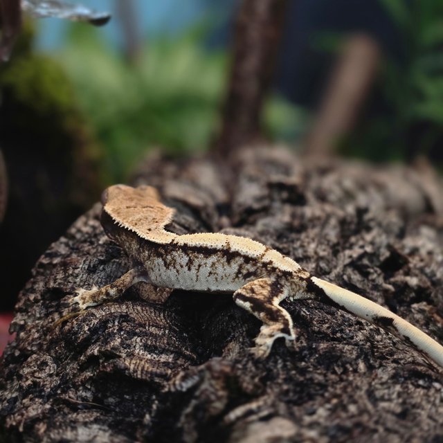 트라이 솔리드백 화이트스팟