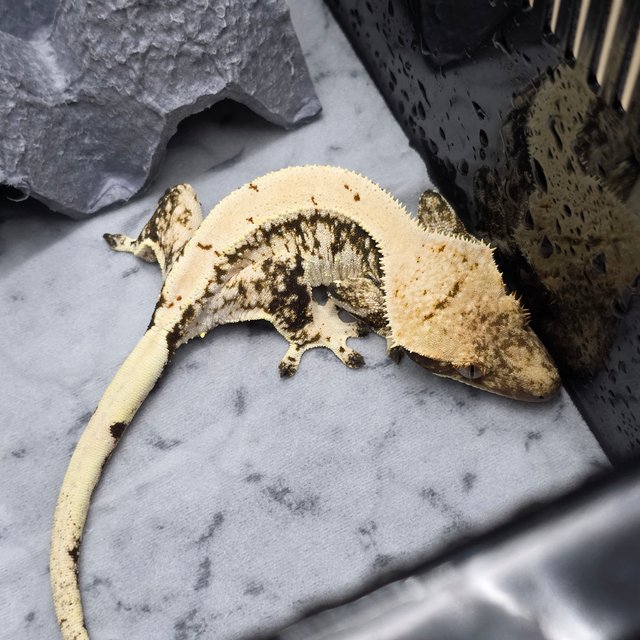 트라이 드리피 화이트 화이트스팟