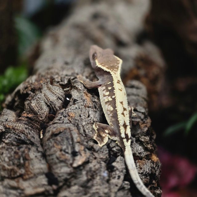 화이트스팟 세이블