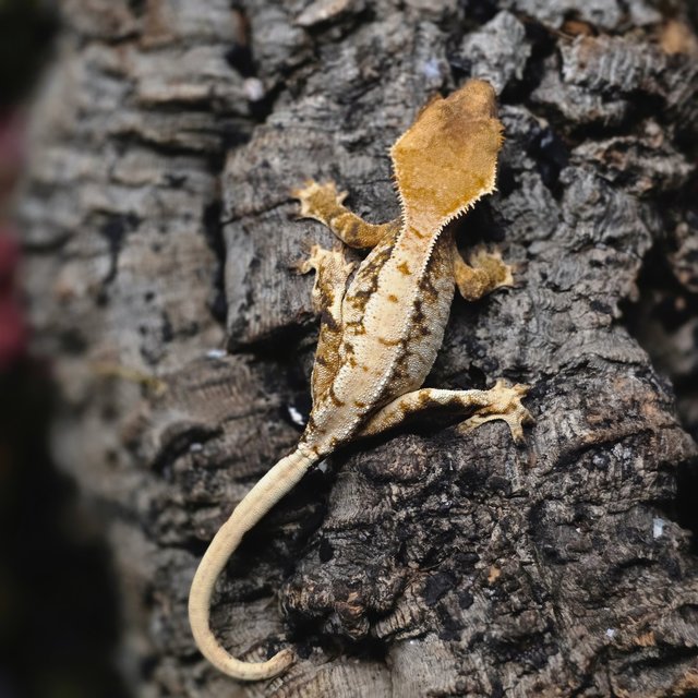 트라이 화이트스팟 드리피 화이트 텐저린