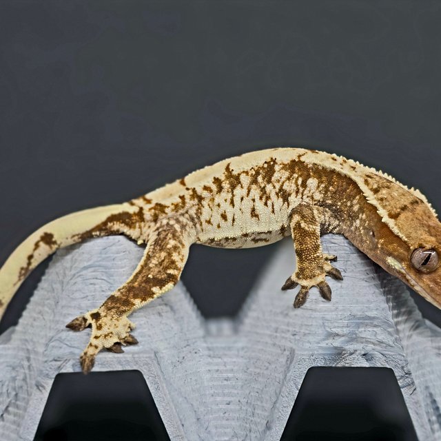 트라이 화이트스팟 화이트크라운