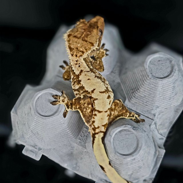 트라이 화이트스팟 화이트크라운