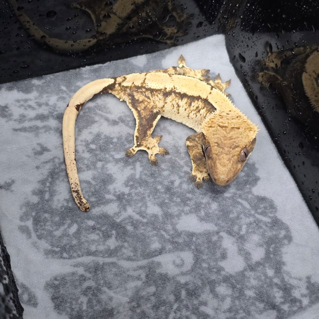 트라이 솔리드백