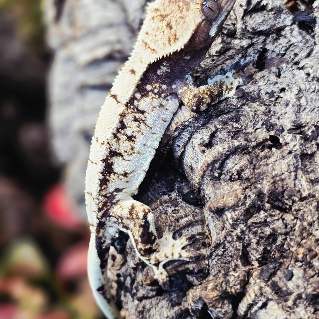 트라이 드리피 화이트스팟 화이트