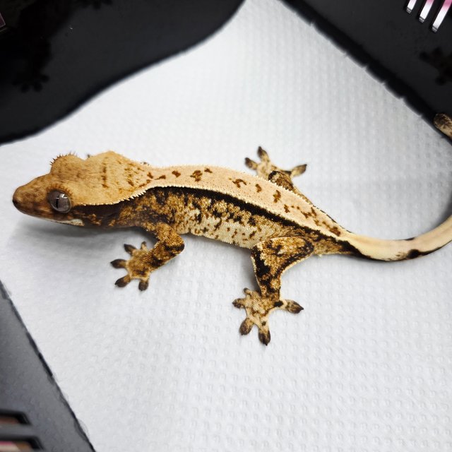 트라이 화이트스팟