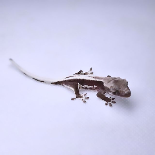 릴잔틱