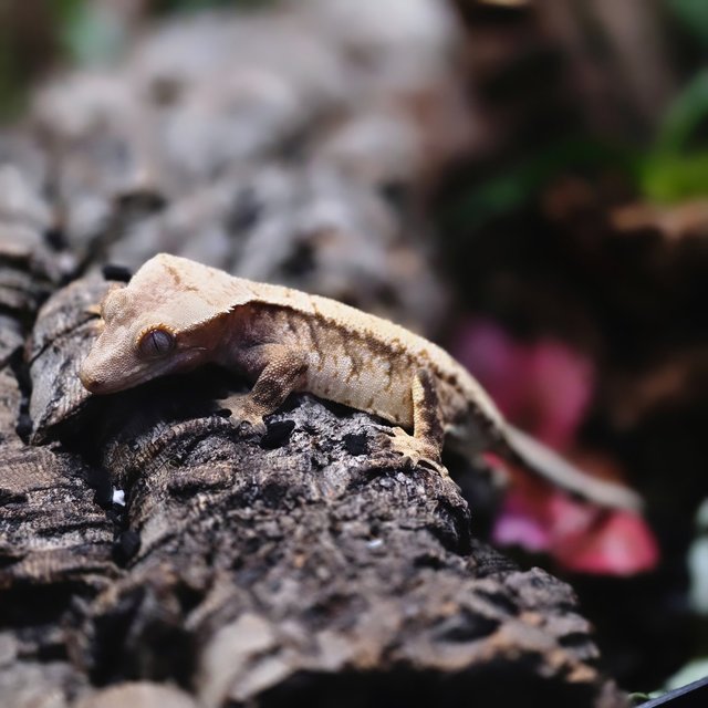 트라이 텐저린 드리피 화이트스팟