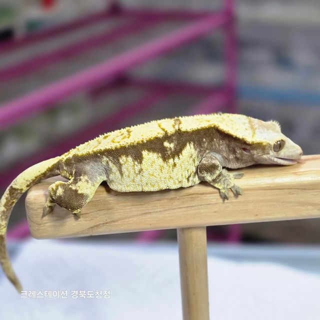트라이