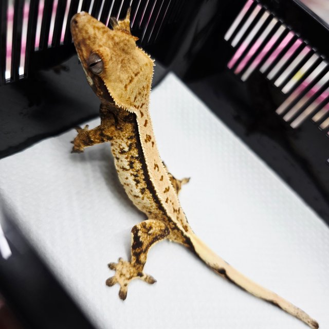 트라이 화이트스팟