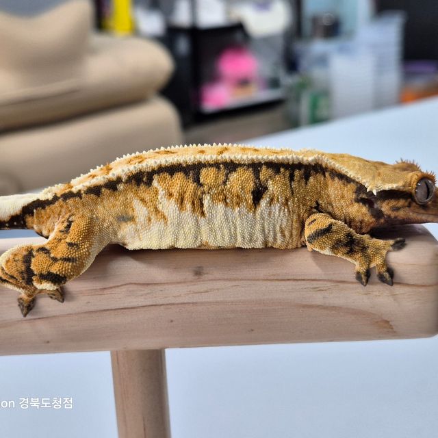 트라이