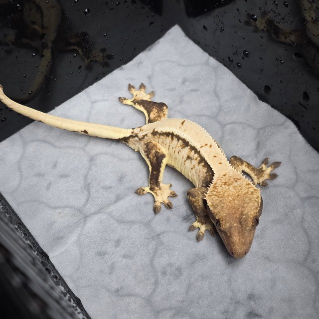 트라이 솔리드백