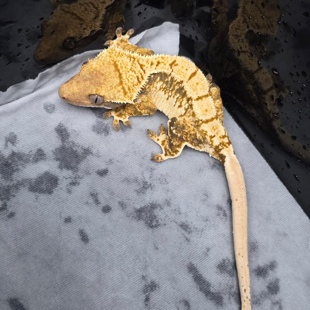 트라이 할리퀸 텐저린