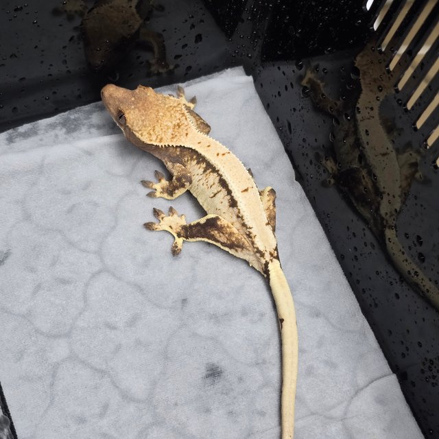 트라이 솔리드백