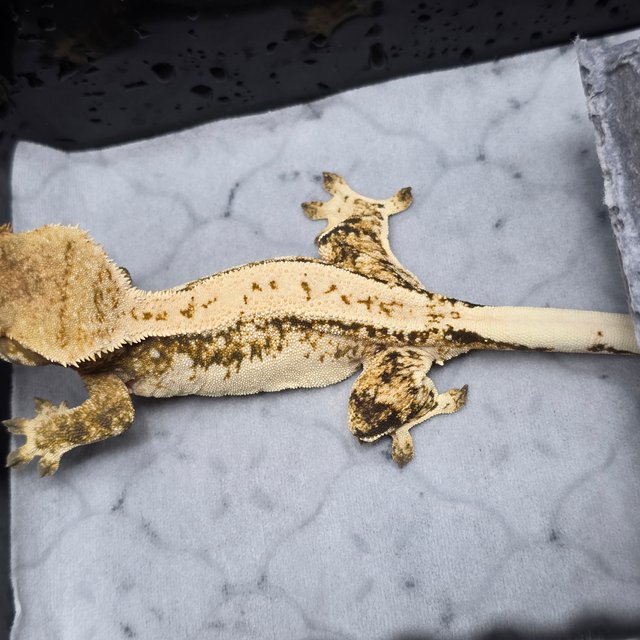 트라이 드리피 솔리드백 화이트스팟