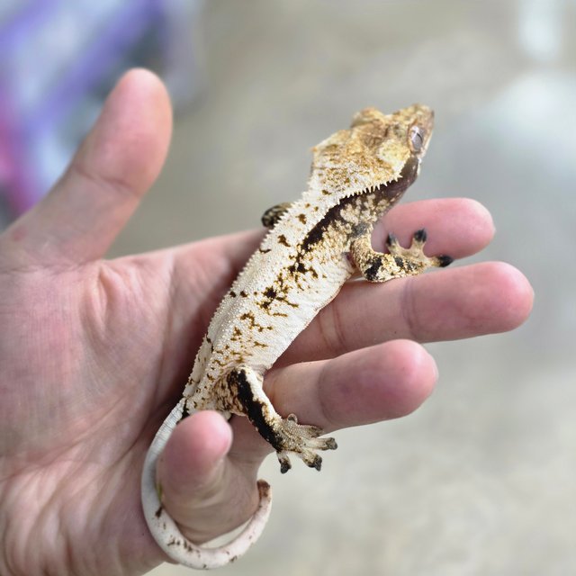 트라이 화이트 화이트스팟 화이트포트홀 솔리드백 드리피