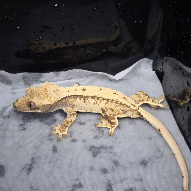 트라이 솔리드백