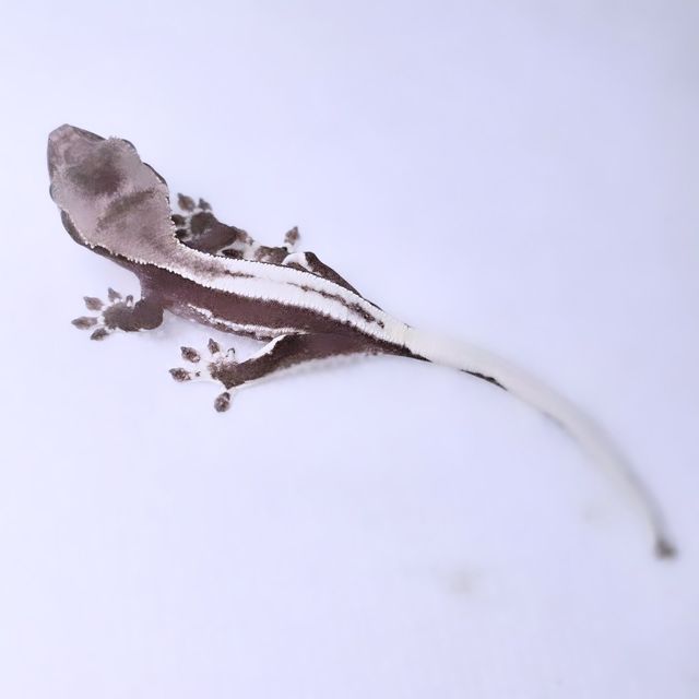 릴잔틱