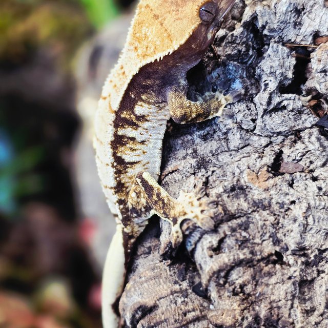 트라이 화이트스팟 화이트