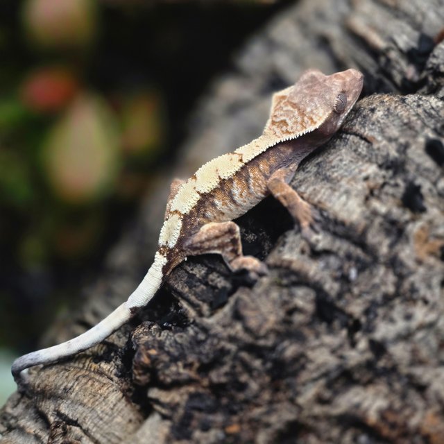 트라이 세이블 텐저린