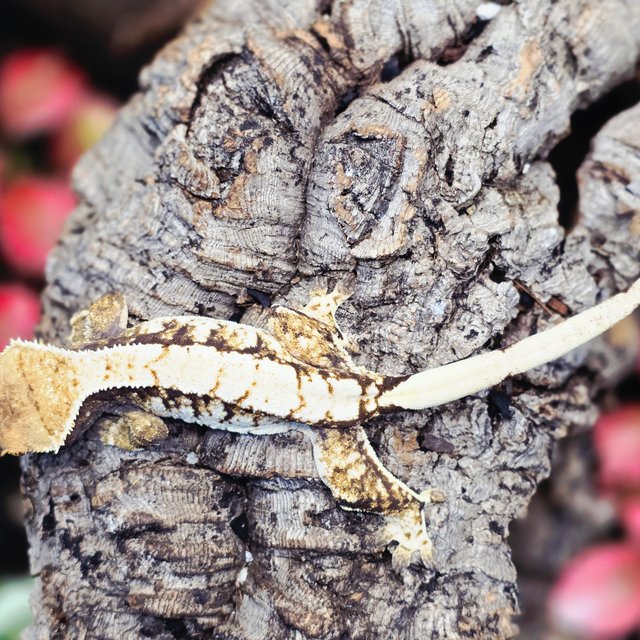 트라이 화이트스팟 화이트